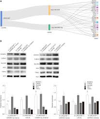 Differentially Expressed Long Noncoding Rnas And Regulatory