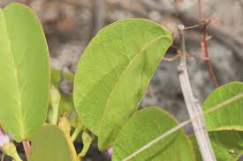 Image result for Ipomoea dichroa