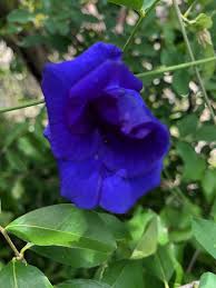 Image result for Clitoria