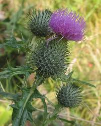 Image result for Cirsium