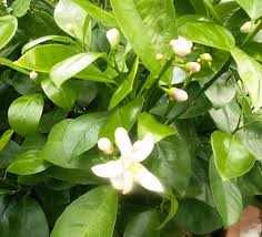 Image result for Melaleuca leucadendron