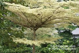 Image result for Terminalia mollis