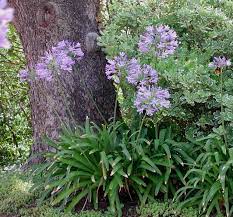A Is For Agapanthus Flower Blog Agapanthus Plants Agapanthus Africanus