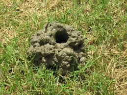 Image result for crayfish chimneys