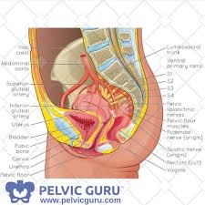 The hip bones (ossa cosarum) meet at the pelvic symphysis ventrally, and articulate with the sacrum dorsally. The Ultimate Pelvic Anatomy Resource Pelvic Guru Featured Featured Patient Female Anatomy Men S Health Pelvic Anatomy Pelvic Piso Pelvico Fisioterapia