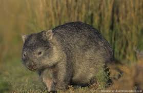 Australian Animals List With Pictures Facts Discover Australia S Wildlife Australian Animals List Australian Animals List Of Animals