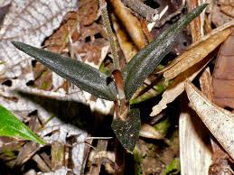 Image result for Zeuxine