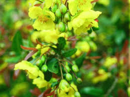 Image result for Ochna serrulata