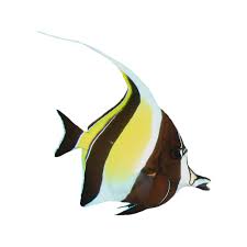 Moors, several historic and modern populations from north africa; Moorish Idol Definition And Meaning Collins English Dictionary