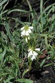 Image result for Eulophia hians