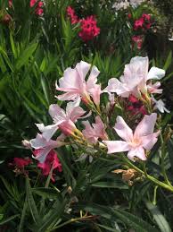 Image result for Nerium oleander