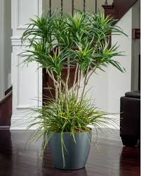 Pin On Office Plant