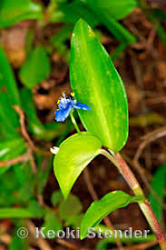 Image result for Commelinaceae