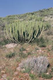 Image result for Euphorbia persistentifolia