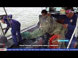 Di pulau jawa, pinang banyak tumbuh di daerah dengan ketinggian sekitar 1.400 meter di atas permukaan air laut (dpl). Dof Malaysia Litetube