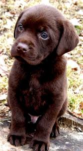 Chocolate lab ready for the puppy bowl. May I Please Have A Treat Dogs Pets Labradorretrievers Puppies Facebook Com Sodoggonefunny Cuccioli Di Cani Cuccioli Di Labrador Cani E Cuccioli