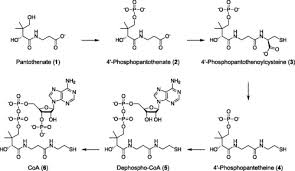 Four kinds of malaria parasites can infect humans: The Human Malaria Parasite Plasmodium Falciparum Is Not Dependent On Host Coenzyme A Biosynthesis Journal Of Biological Chemistry
