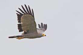 Image result for Scepocarpus hypselodendron