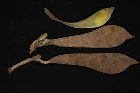 Image result for Baphia bequaertii