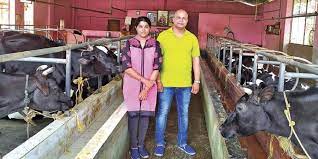Veero aaj pehle part mai aapka interview karwau ga successfull #dairy #farming #expert se apke sabbi swalon ke jwab lene ki puri kosis karu ga ji 👏 👏 how t. Beyond Corporate Life Joy In A Dairy Farm Jordbrukare