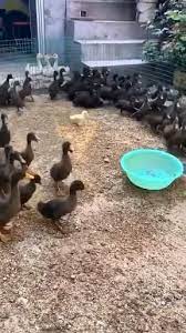 Pin By Kekasihnya Kekasihnya On Dog Video In 2021 Cute Wild Animals Cute Funny Animals Funny Animal Videos