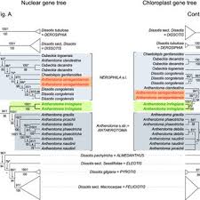 Image result for Dissotis melleri