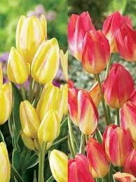 Tulip Antoinette A Chameleon In The Tulip World Tulip Antoinette Showcases A Fascinating Color Transformation Flowers Emerge Mi Fall Plants Perennials Plants