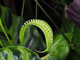 Image result for Stylochaeton puberulus