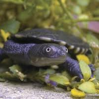 Check spelling or type a new query. Plants And Animals In Wetlands Nsw Environment Energy And Science