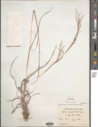 Image result for Hyparrhenia anamesa