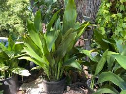 Image result for Aspidistra