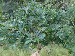 Image result for Tessmannia