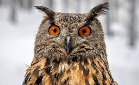 This is a great horned owl (species bubo virginianus subarcticus) captured in this picture by photographer marcus pusch via flickr #bird #owl #wildlife #animalportrait. Puchacz Zwyczajny Unikalne Piekno Srodowiska Naturalnego Gor Sowich