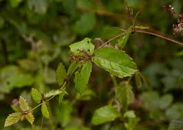 Image result for Cyphostemma subciliatum