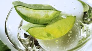 Get info of suppliers, manufacturers, exporters, traders of aloe vera shampoo for buying in india. Aloe Vera Gel Selber Herstellen So Geht S Focus De