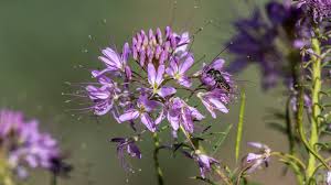 Image result for Cleome schimperi