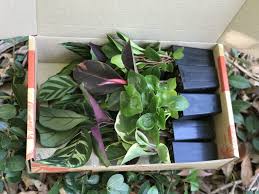 Pin On Plants