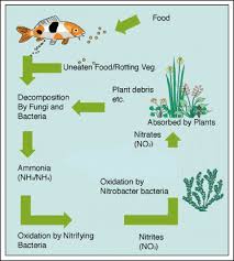 The Easy Freshwater Aquarium Guide Freshwater Aquarium Best Pets For Kids Animals For Kids