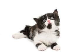 If you're looking for some unique options, check out apollo, galaxy, sirius, or noir. 130 Black And White Cat Names All About Cats