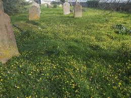 Before picking the flowers, use your. Alcohol Free Flower Remedies General Interest Articles Aquarius Information