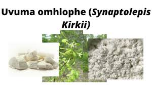 Image result for Synaptolepis