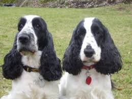 Image result for anglický kokršpaněl