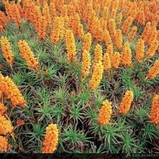 Image result for Scoparia