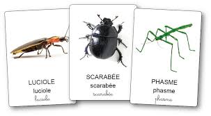 L Imagier Des Insectes Et Petites Betes Du Jardin Imagier Insectes Insectes Imagier Droles De Petites Betes