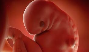 El desarrollo de tu bebé. La Semana 6 Del Embarazo