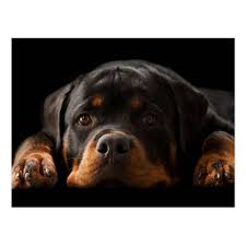 Rottweiler Puppy Dog Greeting Postcard Blank Zazzle Com In 2020 Rottweiler Rottweiler Puppies Rottweiler Dog