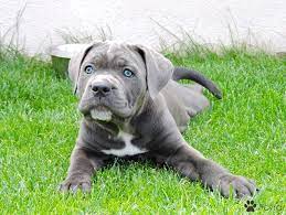 If you are unable to find your cane corso puppy in our puppy for sale or dog for sale sections, please consider looking thru thousands of cane corso dogs for adoption. Cane Corso Male Puppy For Sale Acyra Is The Most Beautiful Cane Corso Puppy From This Litter She Is Gre Blue Cane Corso Puppies Cane Corso Puppies Cane Corso