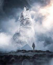 704 Likes 4 Comments Wolves Wolves Emi On Instagram If You Love Wolves You Must Check The Link In Our Bio Wolf Photography Wolf Images Wolf Artwork
