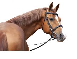 How To Waterproof Horse Blankets Horse Journals