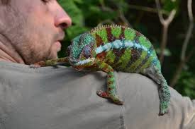 Chamäleons in Gruson-Gewächshäusern Magdeburg